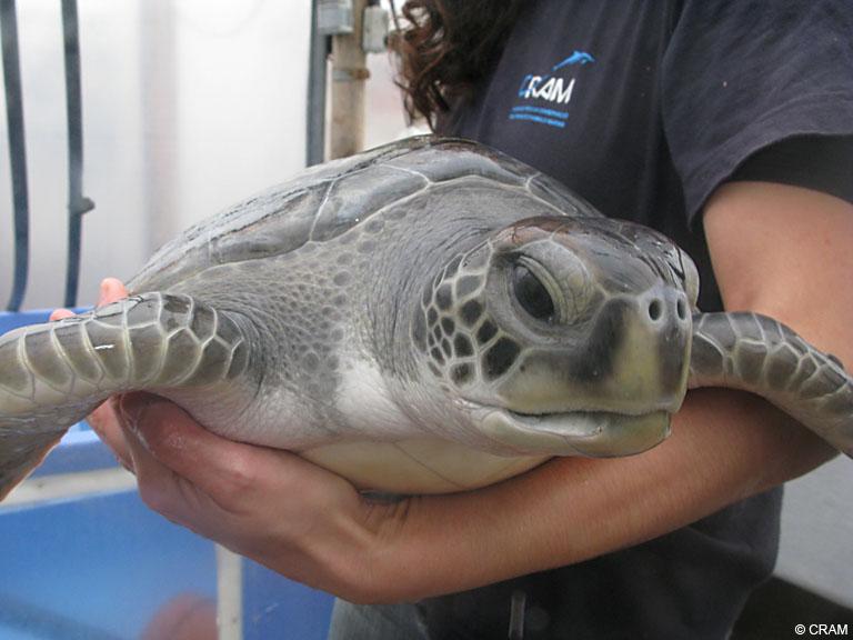 tortuga verda cram