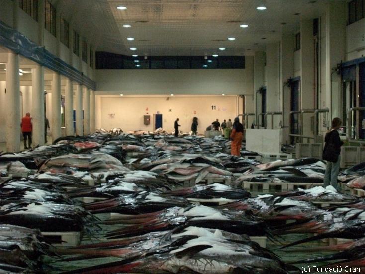 Peixos espasa i taurons a la llotja de Vigo